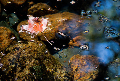 Leaf and Water Striders