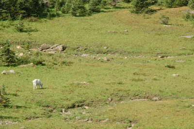 Glacier National Park - Mountain Goats