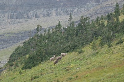 Glacier National Park - Bighorn Sheep - Highline Trail