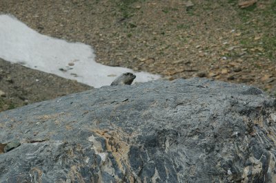 Highline Trail - Glacier National Park