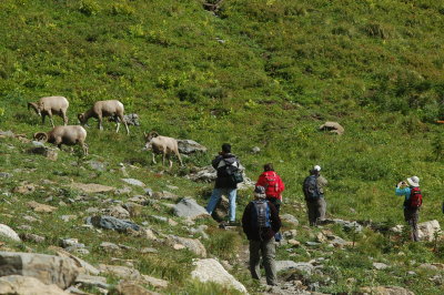 Bighorn Sheep - Highline Trail - Glacier National Park