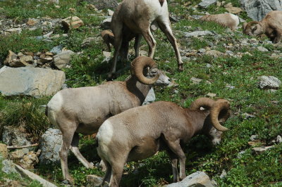 Bighorn Sheep - Highline Trail - Glacier National Park