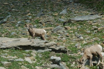 Bighorn Sheep - Highline Trail - Glacier National Park