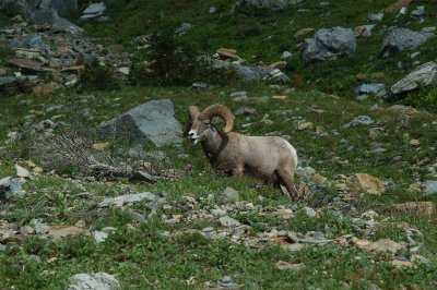 Bighorn Sheep - Highline Trail - Glacier National Park