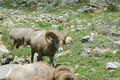 Bighorn Sheep - Highline Trail - Glacier National Park