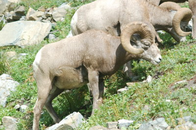 Bighorn Sheep - Highline Trail - Glacier National Park