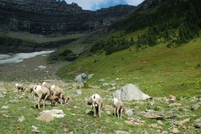 Bighorn Sheep - Highline Trail - Glacier National Park