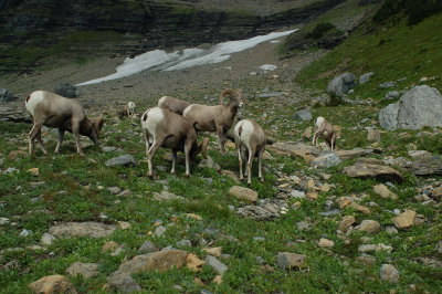 Bighorn Sheep - Highline Trail - Glacier National Park