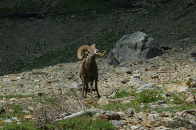 Bighorn Sheep - Highline Trail - Glacier National Park