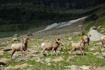 Bighorn Sheep - Highline Trail - Glacier National Park