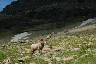 Bighorn Sheep - Highline Trail - Glacier National Park