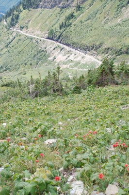 Highline Trail - Glacier National Park