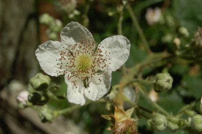 DSC_0060.JPG