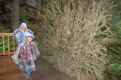 Glacier NP - Hike on the Rain