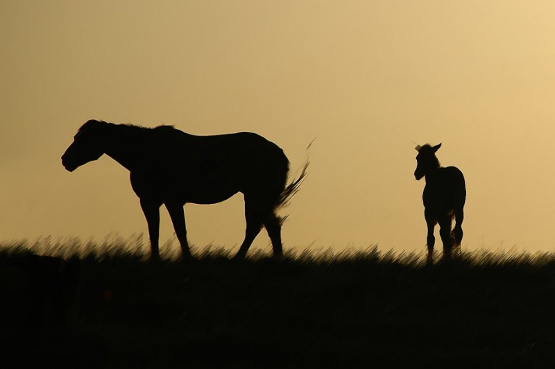 Horses at Sunset