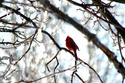 Cardinal in Ice