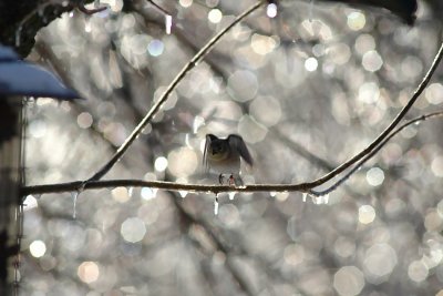 Finch in Ice Taking Flight