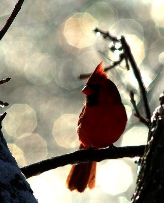 Cardinal in Ice (Crop)