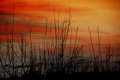 Shoreline Sunset Reflection