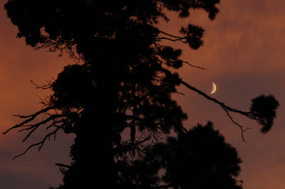 Crescent Moon with Tree
