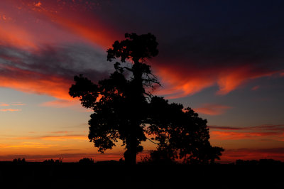 Missouri Sunset Tree Closeup