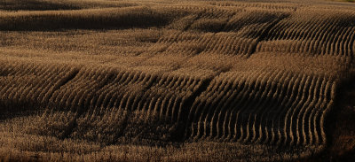 Fall Row Crops