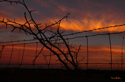 Sunset with Thorn Branches