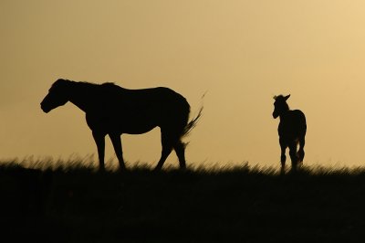 Horses at Sunset