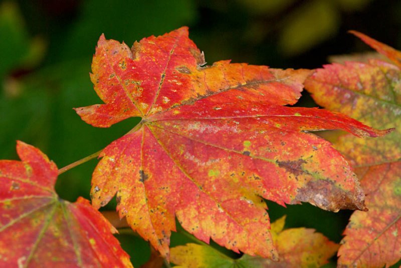 Vine Maple