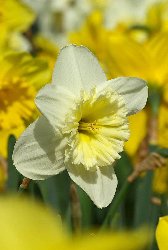 Daffodil