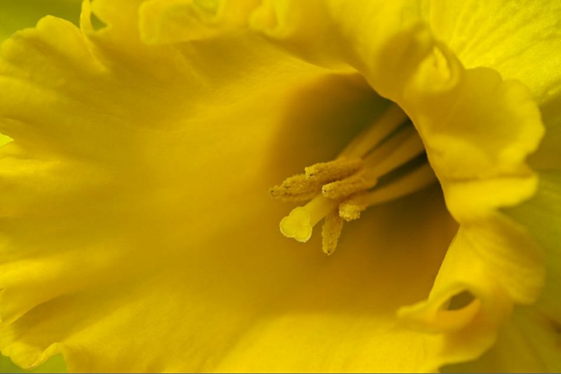 Daffodil