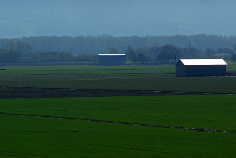 Skagit River bottomland
