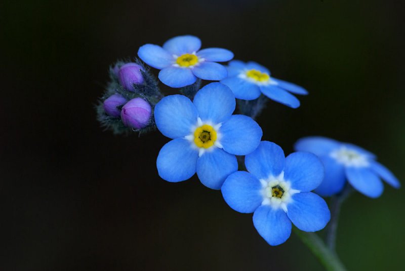 forgetmenot