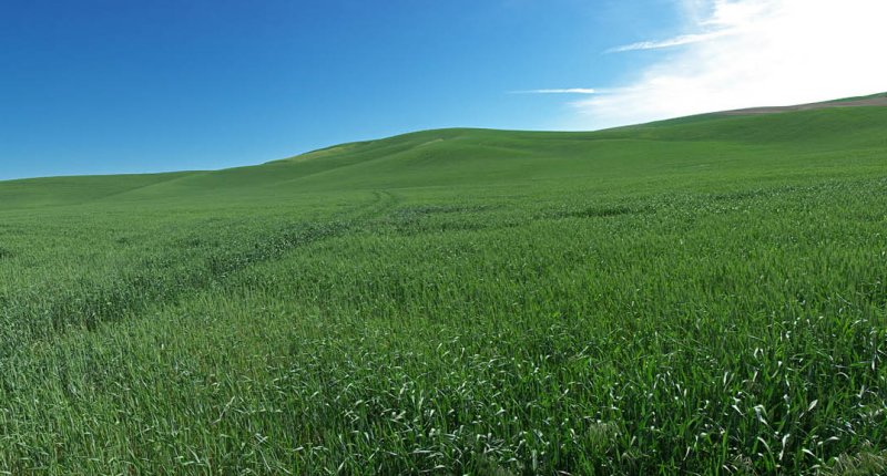 Palouse 09
