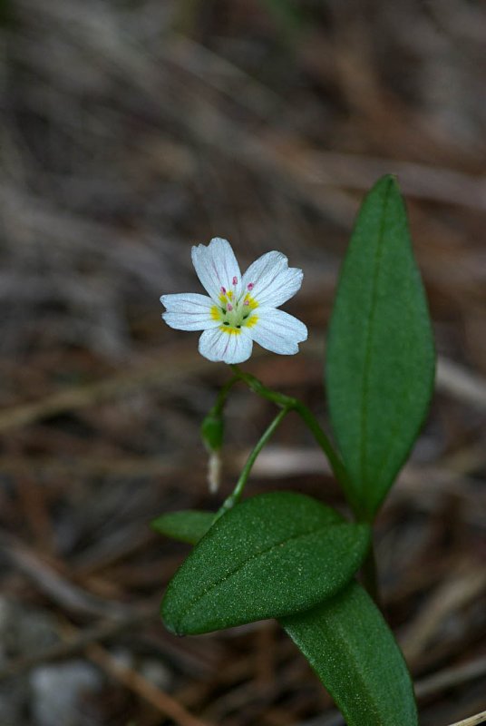 Claytonia lanceolata