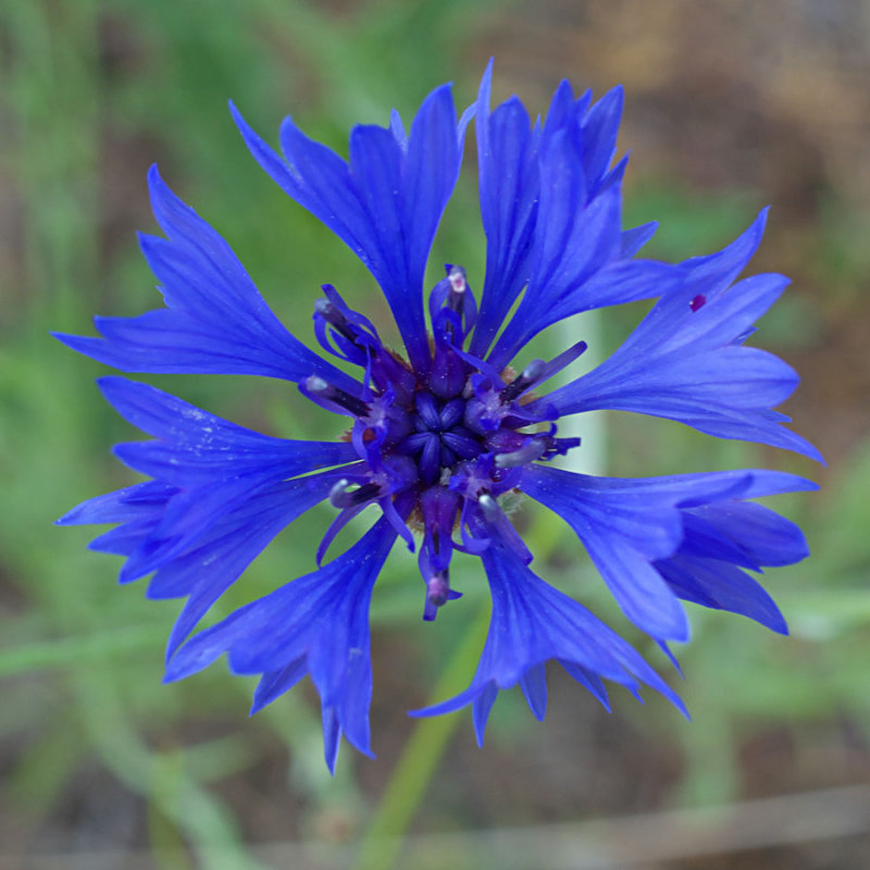 Centaurea cyanus