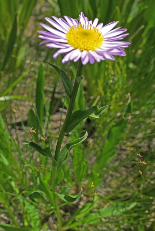 Cascade aster