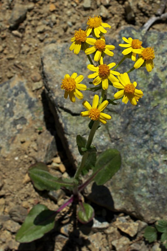 Senecio elmeri