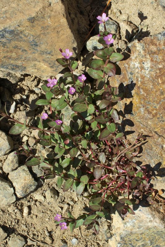 Talus willowherb