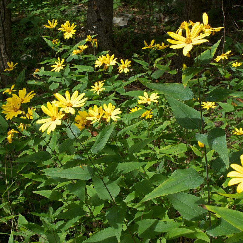 Helianthus divaricatus