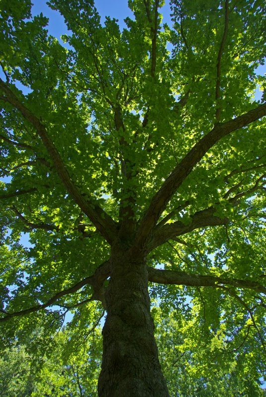 Magnolia acuminata