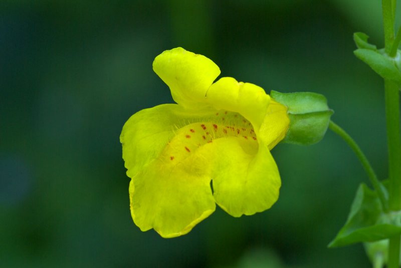 Mimulus guttatus