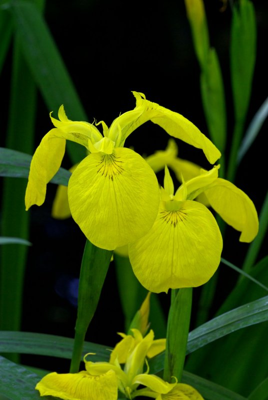 Iris pseudacorus