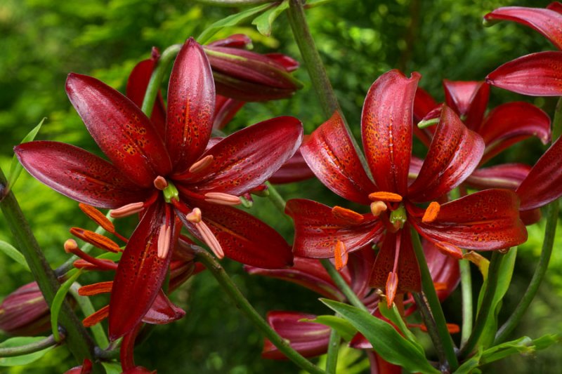 Lilium martagon Claude Shride
