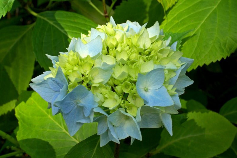 hydrangea