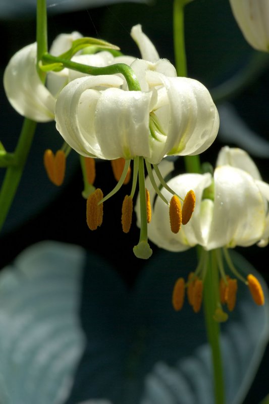 Lilium martagon Album