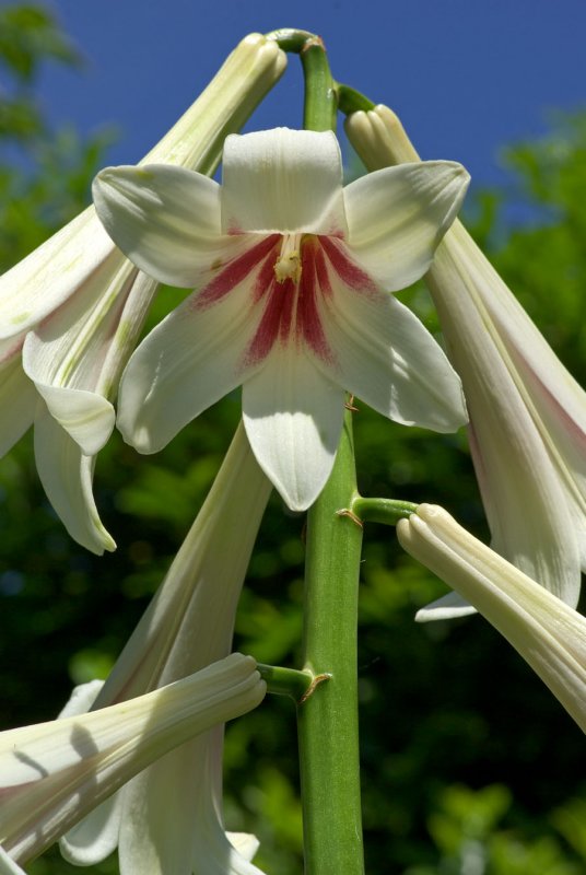 Cardiocrinum giganteum