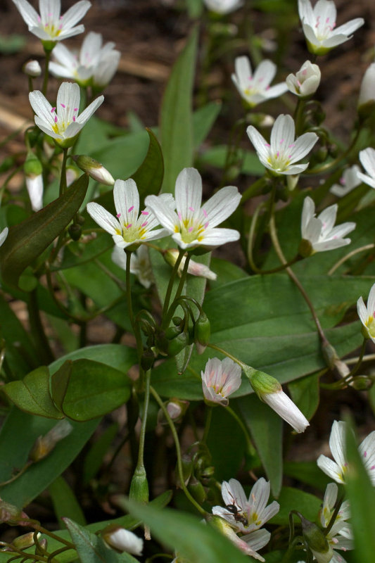 Claytonia lanceolata