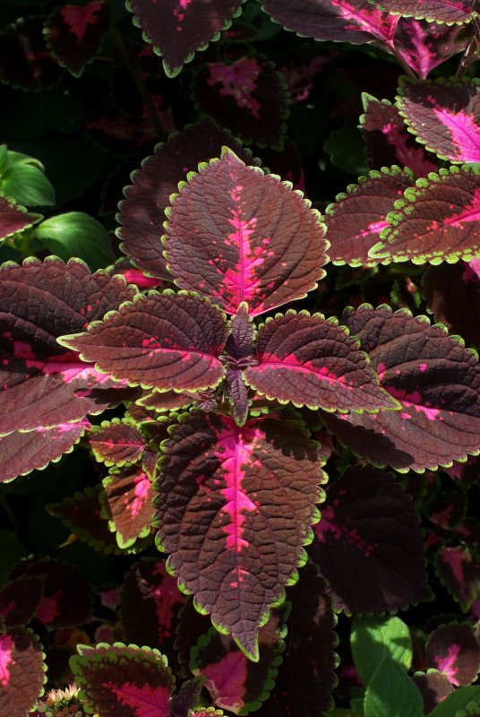 Solenostemon