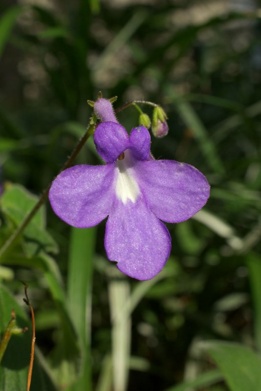Streptocarpus